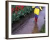Boy Jumping through Mud Puddles along Tulip Fields, Willamette Valley, Oregon, USA-Janis Miglavs-Framed Photographic Print