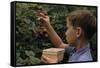 Boy Picking Raspberries-William P. Gottlieb-Framed Stretched Canvas