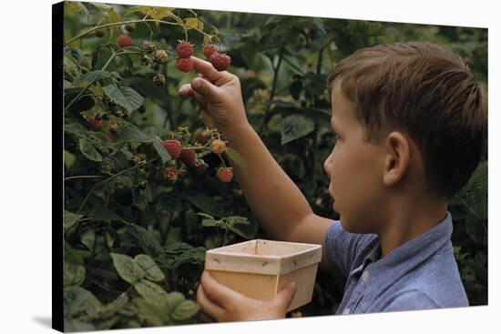 Boy Picking Raspberries-William P. Gottlieb-Stretched Canvas