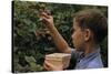 Boy Picking Raspberries-William P. Gottlieb-Stretched Canvas