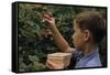 Boy Picking Raspberries-William P. Gottlieb-Framed Stretched Canvas