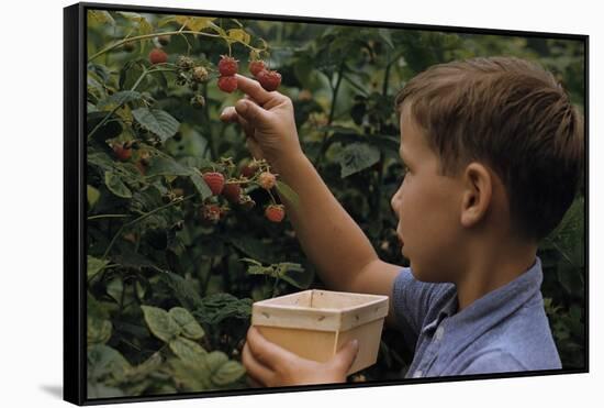 Boy Picking Raspberries-William P. Gottlieb-Framed Stretched Canvas