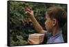 Boy Picking Raspberries-William P. Gottlieb-Framed Stretched Canvas