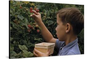 Boy Picking Raspberries-William P. Gottlieb-Stretched Canvas