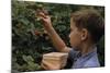 Boy Picking Raspberries-William P. Gottlieb-Mounted Photographic Print