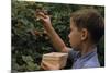 Boy Picking Raspberries-William P. Gottlieb-Mounted Photographic Print