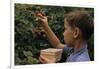 Boy Picking Raspberries-William P. Gottlieb-Framed Photographic Print