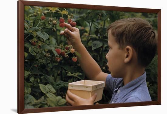 Boy Picking Raspberries-William P. Gottlieb-Framed Photographic Print