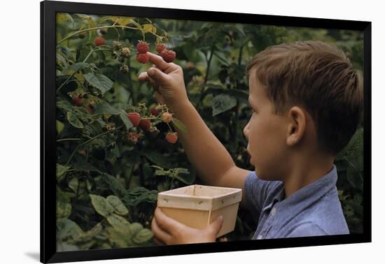 Boy Picking Raspberries-William P. Gottlieb-Framed Photographic Print