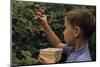 Boy Picking Raspberries-William P. Gottlieb-Mounted Photographic Print