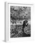 Boy Playing in a Pile of Autumn Leaves-Allan Grant-Framed Photographic Print