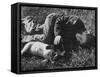 Boy Playing with His Pet Dog-Ed Clark-Framed Stretched Canvas