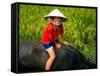 Boy Riding Water Buffalo, Mekong Delta, Vietnam-Keren Su-Framed Stretched Canvas