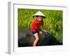 Boy Riding Water Buffalo, Mekong Delta, Vietnam-Keren Su-Framed Premium Photographic Print