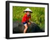 Boy Riding Water Buffalo, Mekong Delta, Vietnam-Keren Su-Framed Photographic Print