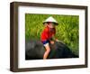 Boy Riding Water Buffalo, Mekong Delta, Vietnam-Keren Su-Framed Photographic Print