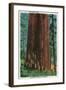 Boy Scout Tree on Redwood Highway - Redwoods, CA-Lantern Press-Framed Art Print