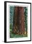 Boy Scout Tree on Redwood Highway - Redwoods, CA-Lantern Press-Framed Art Print