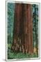 Boy Scout Tree on Redwood Highway - Redwoods, CA-Lantern Press-Mounted Art Print