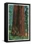 Boy Scout Tree on Redwood Highway - Redwoods, CA-Lantern Press-Framed Stretched Canvas