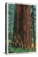 Boy Scout Tree on Redwood Highway - Redwoods, CA-Lantern Press-Stretched Canvas