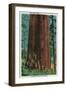 Boy Scout Tree on Redwood Highway - Redwoods, CA-Lantern Press-Framed Art Print