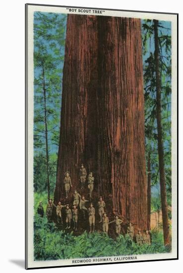 Boy Scout Tree on Redwood Highway - Redwoods, CA-Lantern Press-Mounted Art Print