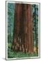 Boy Scout Tree on Redwood Highway - Redwoods, CA-Lantern Press-Mounted Art Print