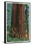 Boy Scout Tree on Redwood Highway - Redwoods, CA-Lantern Press-Framed Stretched Canvas