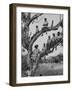 Boy Scout Troop Sitting in a Tree-Dmitri Kessel-Framed Photographic Print