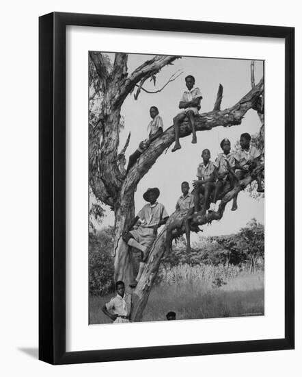 Boy Scout Troop Sitting in a Tree-Dmitri Kessel-Framed Photographic Print