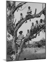 Boy Scout Troop Sitting in a Tree-Dmitri Kessel-Mounted Photographic Print