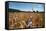 Boy Standing in Field of Wheat-William P. Gottlieb-Framed Stretched Canvas