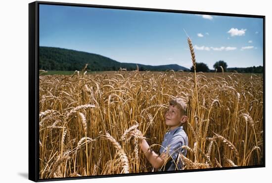 Boy Standing in Field of Wheat-William P. Gottlieb-Framed Stretched Canvas