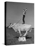 Boy Standing on Shorthorn Bull at White Horse Ranch-William C^ Shrout-Stretched Canvas