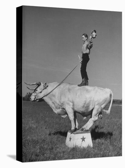 Boy Standing on Shorthorn Bull at White Horse Ranch-William C^ Shrout-Stretched Canvas
