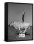 Boy Standing on Shorthorn Bull at White Horse Ranch-William C^ Shrout-Framed Stretched Canvas