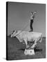 Boy Standing on Shorthorn Bull at White Horse Ranch-William C^ Shrout-Stretched Canvas