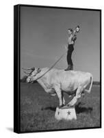 Boy Standing on Shorthorn Bull at White Horse Ranch-William C^ Shrout-Framed Stretched Canvas