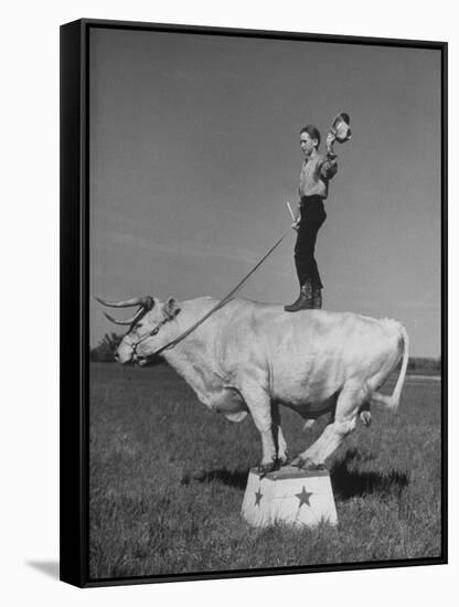 Boy Standing on Shorthorn Bull at White Horse Ranch-William C^ Shrout-Framed Stretched Canvas