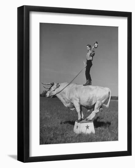 Boy Standing on Shorthorn Bull at White Horse Ranch-William C^ Shrout-Framed Premium Photographic Print