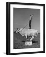 Boy Standing on Shorthorn Bull at White Horse Ranch-William C^ Shrout-Framed Photographic Print