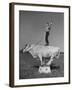 Boy Standing on Shorthorn Bull at White Horse Ranch-William C^ Shrout-Framed Photographic Print