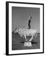 Boy Standing on Shorthorn Bull at White Horse Ranch-William C^ Shrout-Framed Photographic Print