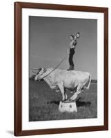 Boy Standing on Shorthorn Bull at White Horse Ranch-William C^ Shrout-Framed Photographic Print