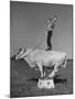 Boy Standing on Shorthorn Bull at White Horse Ranch-William C^ Shrout-Mounted Photographic Print