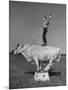 Boy Standing on Shorthorn Bull at White Horse Ranch-William C^ Shrout-Mounted Photographic Print