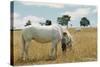 Boy Standing with Horse in a Field-William P. Gottlieb-Stretched Canvas