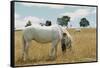 Boy Standing with Horse in a Field-William P. Gottlieb-Framed Stretched Canvas