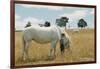 Boy Standing with Horse in a Field-William P. Gottlieb-Framed Photographic Print